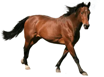 🏆Cavalo