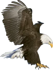 Águia