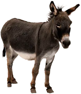 Burro