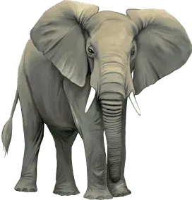 🏆Elefante