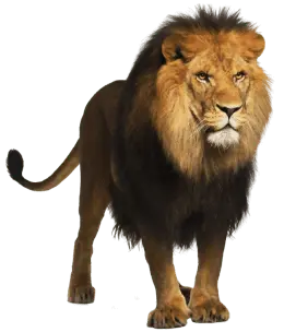 🏆Leão